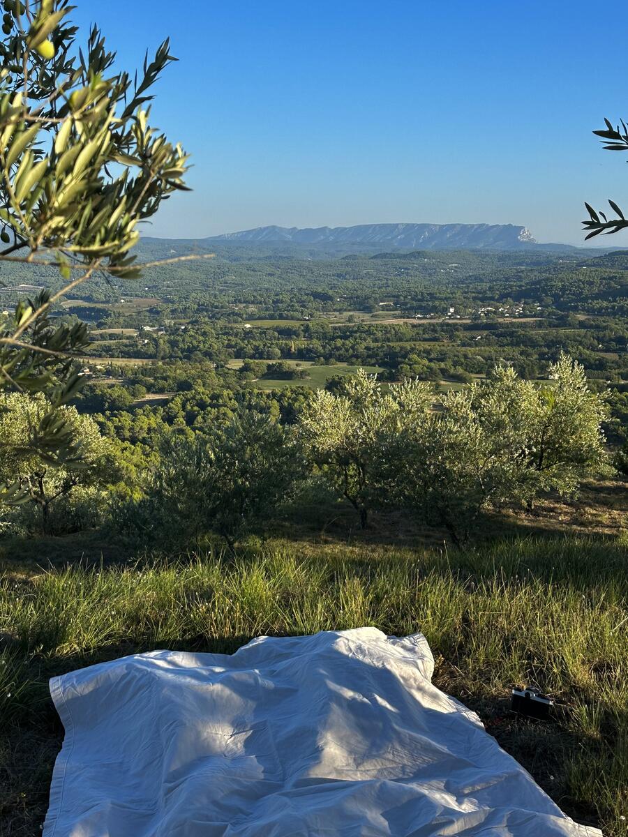 Lavande Provence